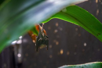 Close-up of insect on leaf