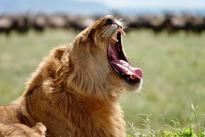 Close-up of a dog on field