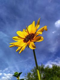 Low angle view of yellow flowering plant against sky