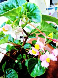 Close-up of pink flowering plant