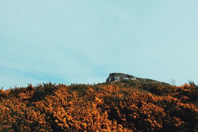 Low angle view of plants on mountain against sky