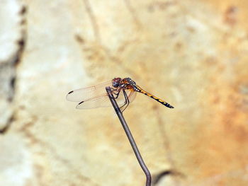 Close-up of dragonfly on wall