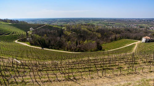 Scenic view of vineyard against sky