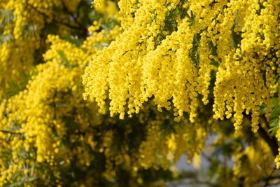 Close-up of yellow flowering plant