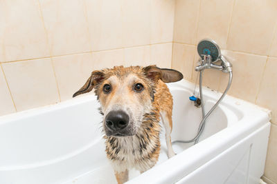 Dog in the bathroom