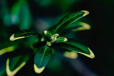 Close-up of plant against black background