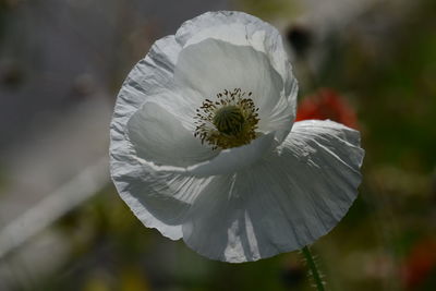 Close-up of white flowering plant