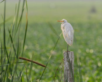 Close-up of bird perching on wooden post