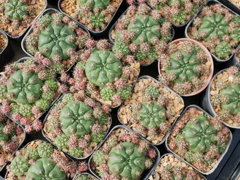 Full frame shot of succulent plants