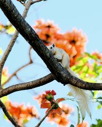 Low angle view of flower tree against sky
