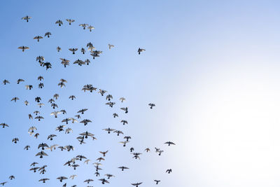 Low angle view of birds flying in sky