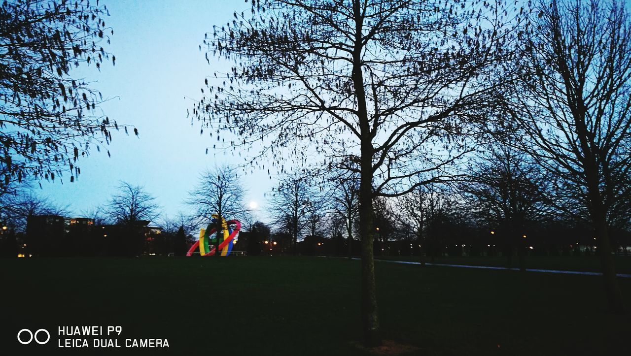 SILHOUETTE OF TREES