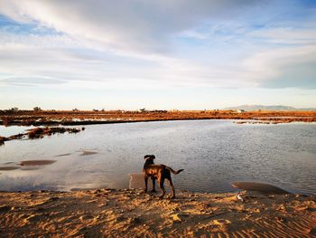 View of dog on beach against sky