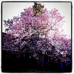 Pink flowers blooming on tree