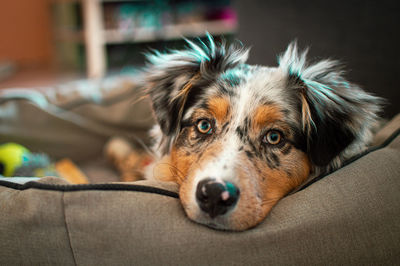 Close-up portrait of dog