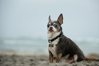 Portrait of dog on beach against sky