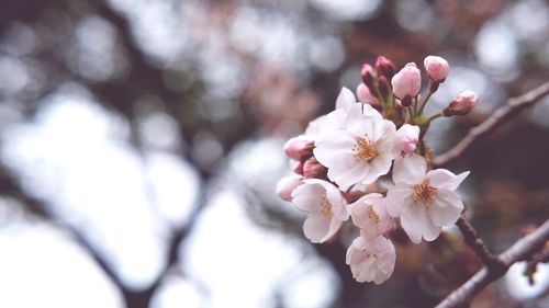 Close-up of apple blossoms in spring