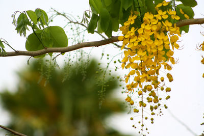 Low angle view of flowering plant against trees