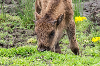 Close-up of lion on field