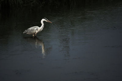 Birds in calm water