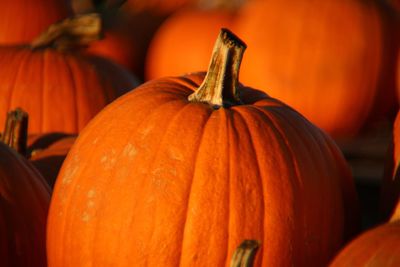 Close-up of pumpkin on pumpkins during autumn