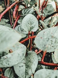Close-up of wet red leaves