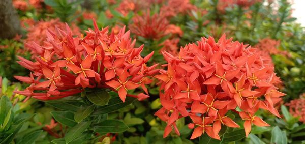 Close-up of red flowering plant in park