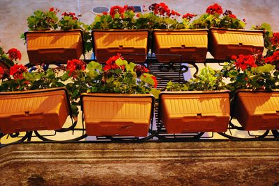 Close-up of potted plants on table