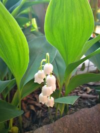 Close-up of flowering plant