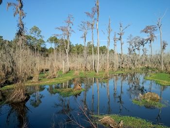 Reflection of trees in water