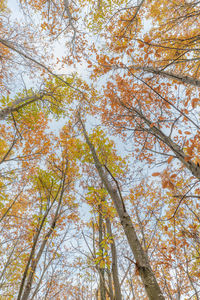 Low angle view of trees against sky