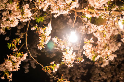 Close-up of cherry blossoms blooming on tree