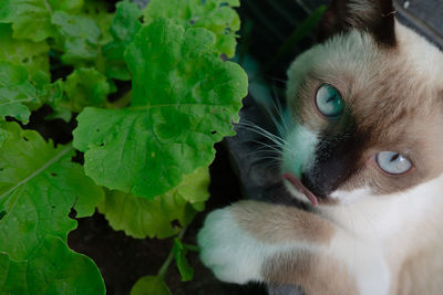 Close-up of a cat