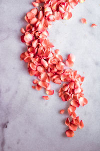 Close-up of red flowers