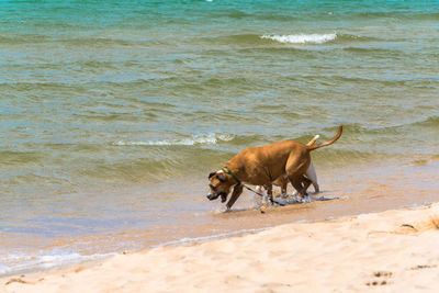 View of a dog on beach