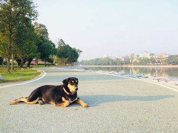 Dog sitting in a park