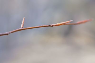 Close-up of flower buds growing outdoors