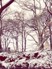 Bare trees on snow covered field