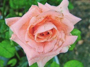 Close-up of rose