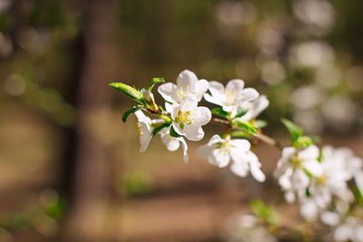 Close-up of white flowers