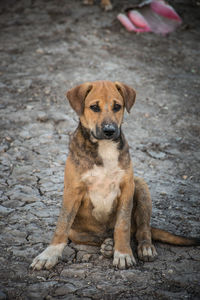 Portrait of puppy sitting outdoors