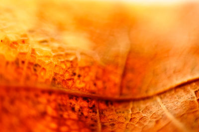 Close-up of orange leaf