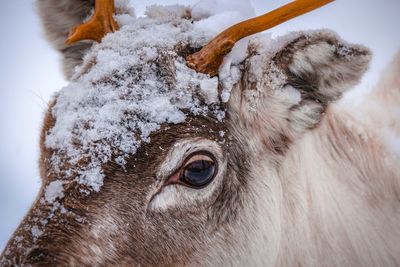 Close-up of deer-. winter shooting