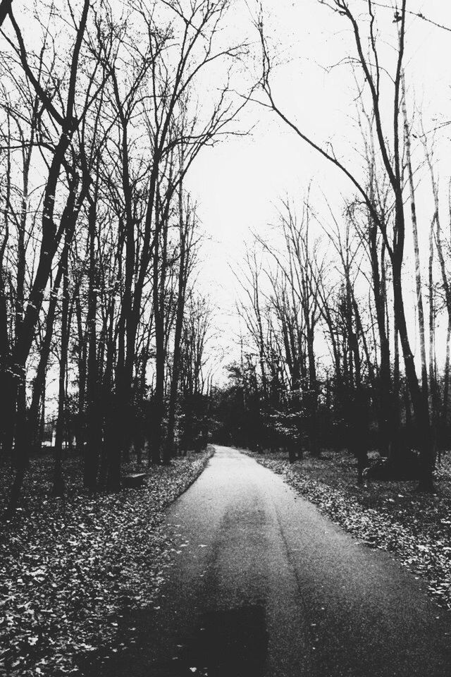 the way forward, tree, bare tree, diminishing perspective, road, vanishing point, transportation, tranquility, branch, nature, clear sky, tranquil scene, empty road, sky, country road, outdoors, long, no people, growth, day