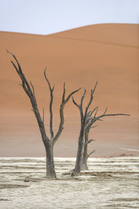 Bare tree on sand dune