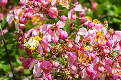 Close-up of bumblebee on pink flowers