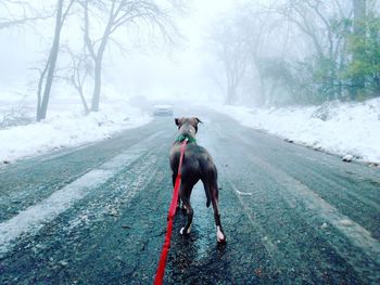 Pit bull on a winter day