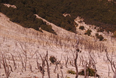 View of a landscape with mountain in the background