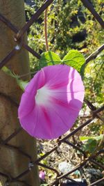 Close-up of pink flower blooming outdoors