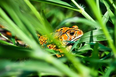 Close-up of butterfly on leaf